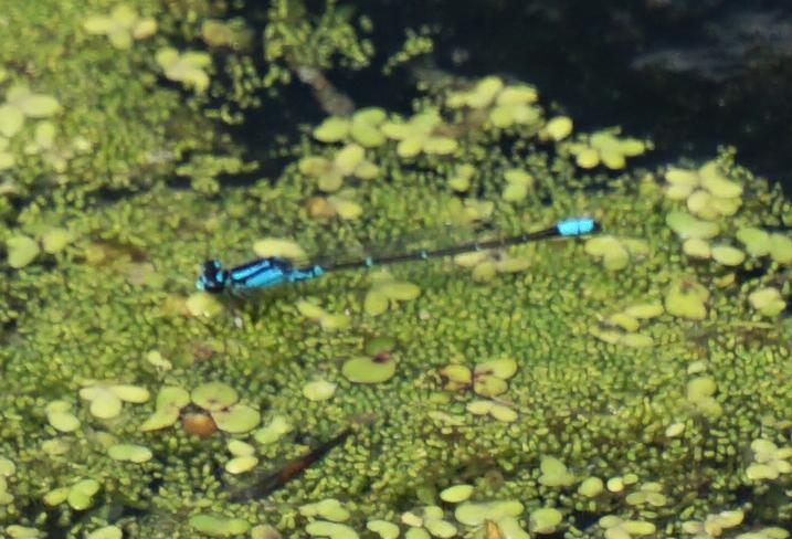 Photo of Skimming Bluet