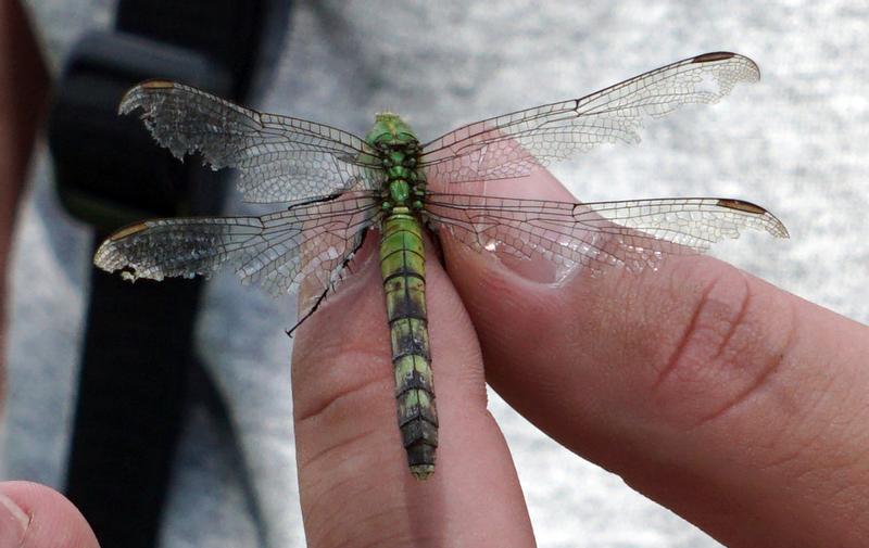 Photo of Eastern Pondhawk