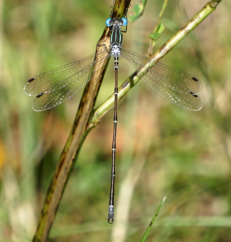 Photo of Slender Spreadwing