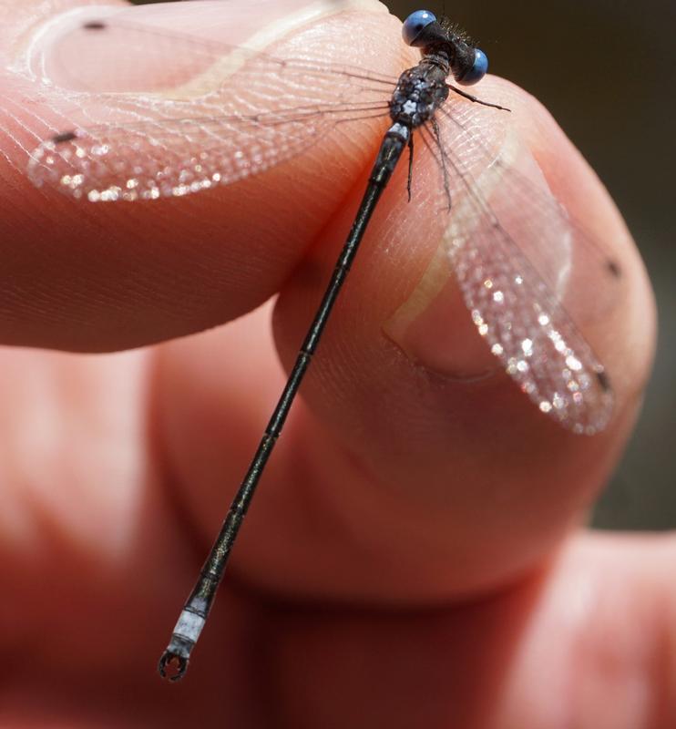 Photo of Spotted Spreadwing