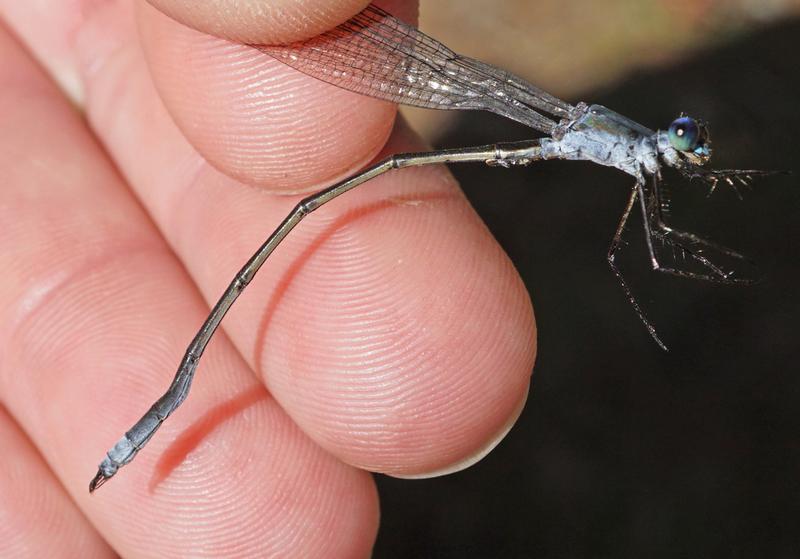 Photo of Swamp Spreadwing