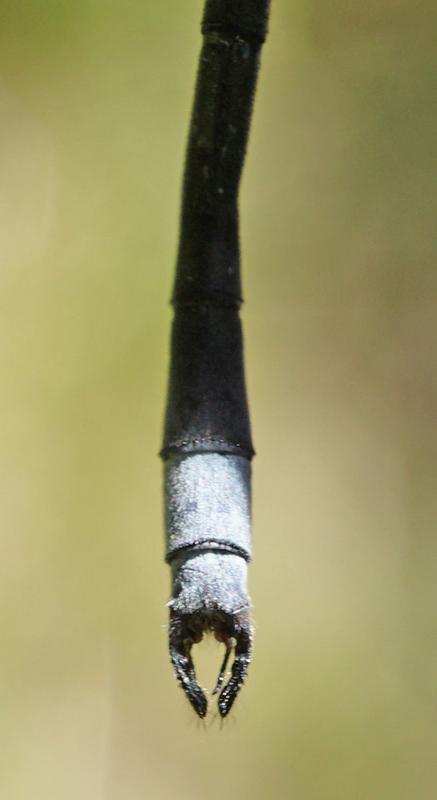 Photo of Swamp Spreadwing