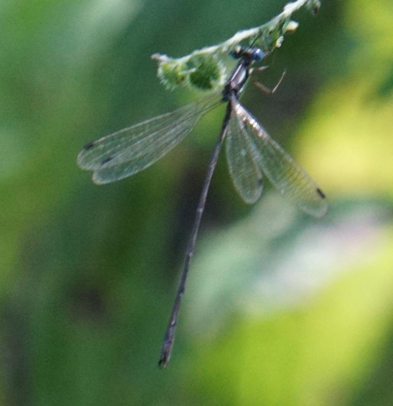 Photo of Slender Spreadwing