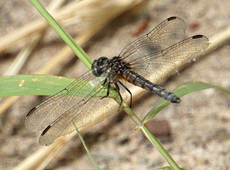 Photo of Blue Dasher