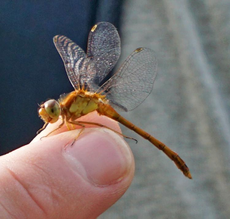 Photo of Autumn Meadowhawk