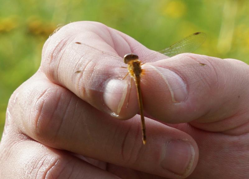 Photo of Autumn Meadowhawk