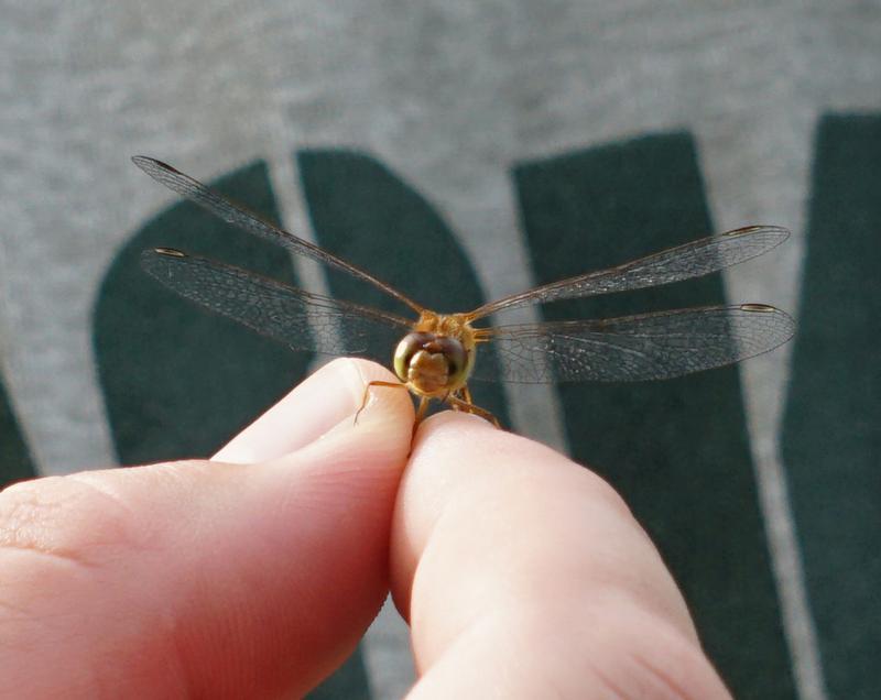 Photo of Autumn Meadowhawk