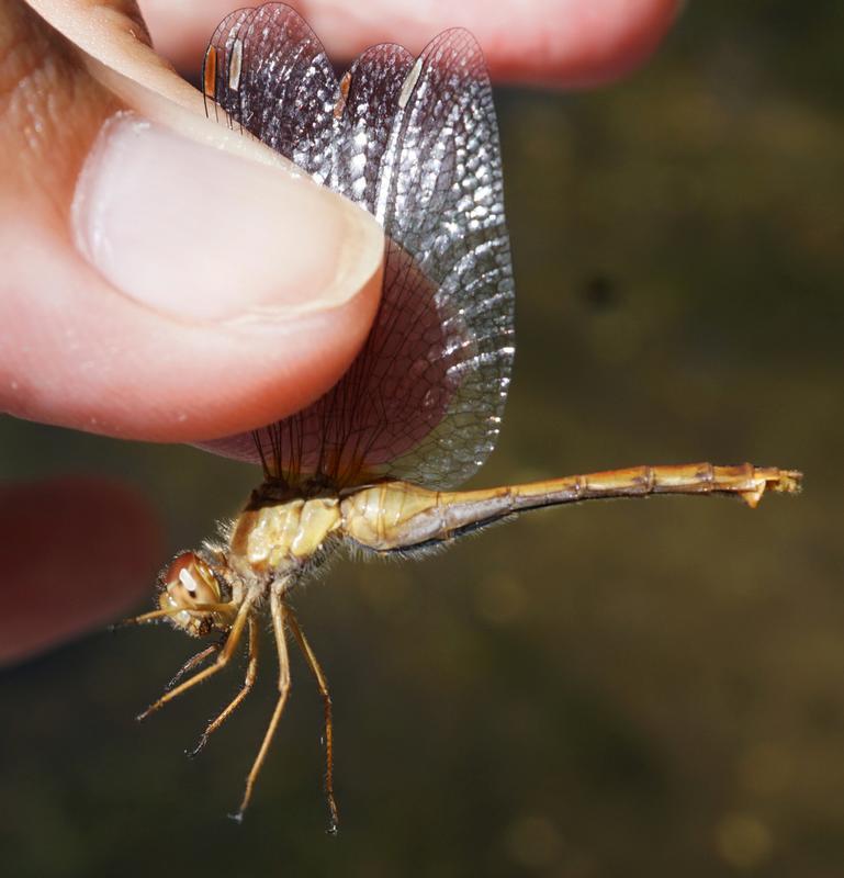 Photo of Autumn Meadowhawk