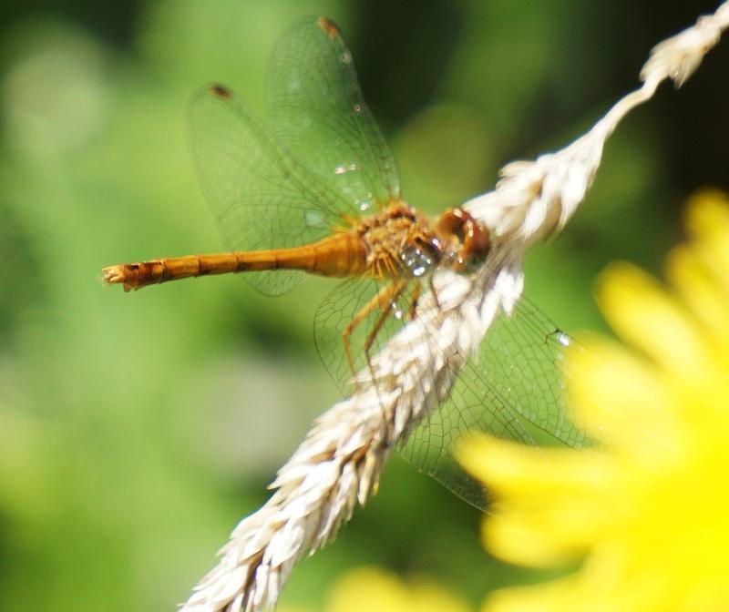 Photo of Autumn Meadowhawk