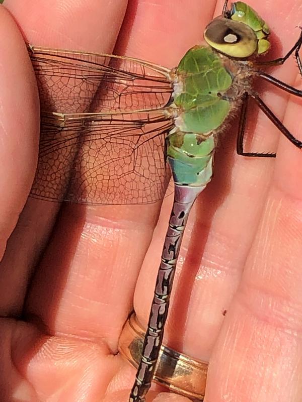 Photo of Common Green Darner