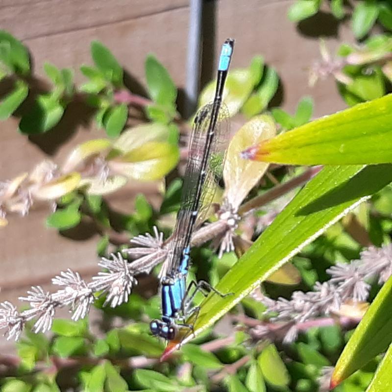 Photo of Skimming Bluet
