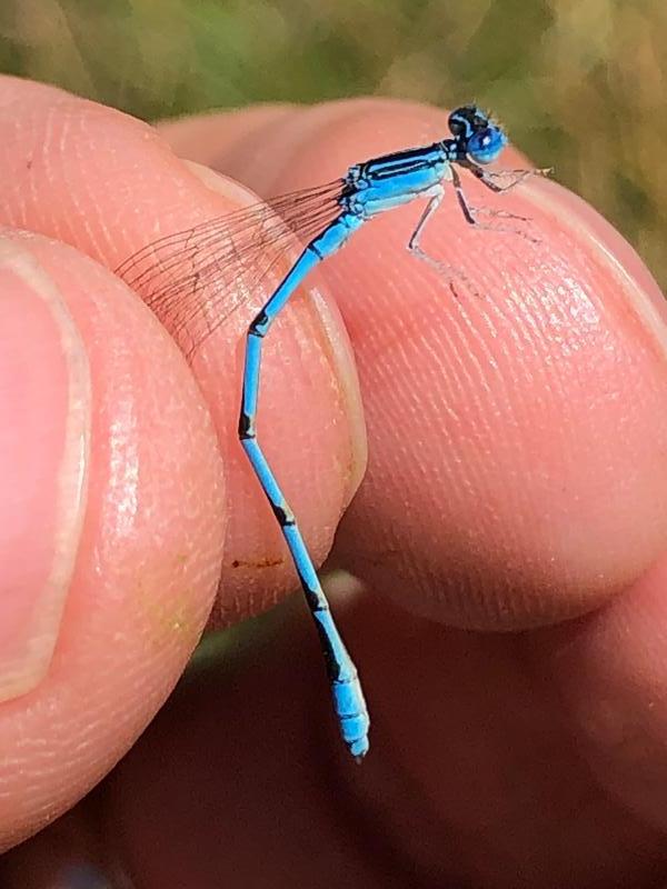 Photo of Double-striped Bluet