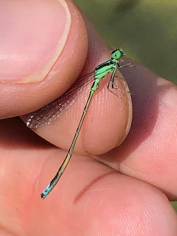 Photo of Eastern Forktail