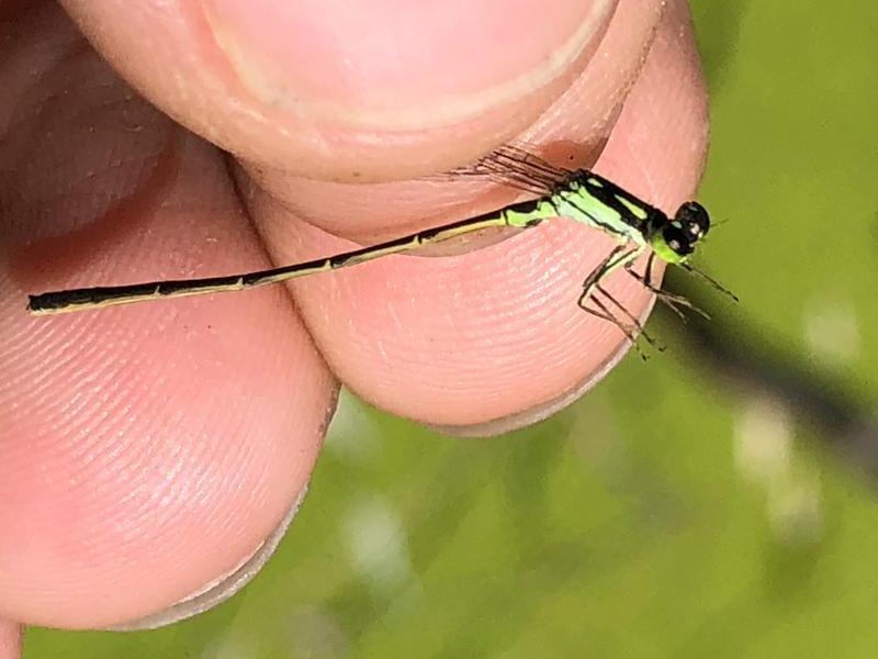 Photo of Fragile Forktail