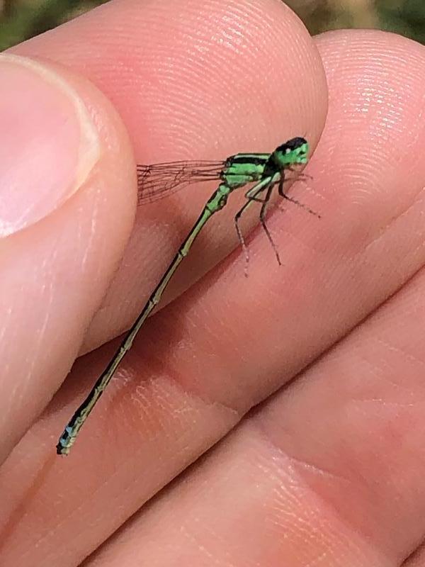 Photo of Eastern Forktail