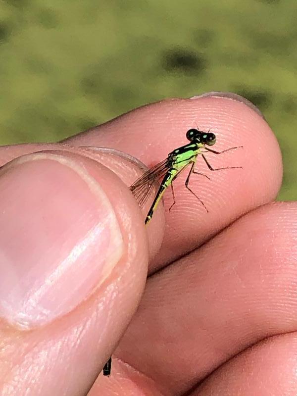 Photo of Fragile Forktail