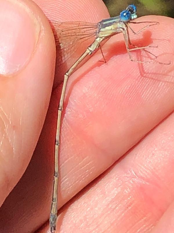 Photo of Slender Spreadwing