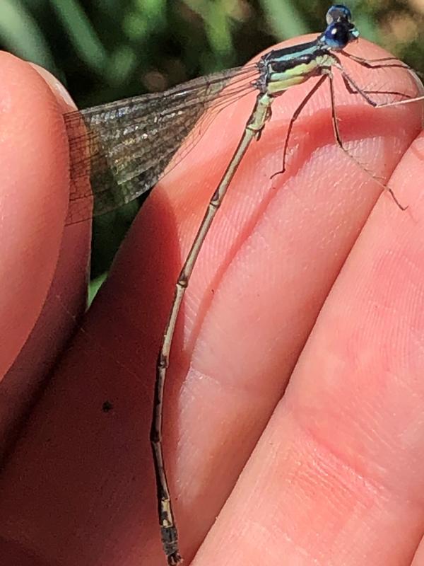 Photo of Slender Spreadwing