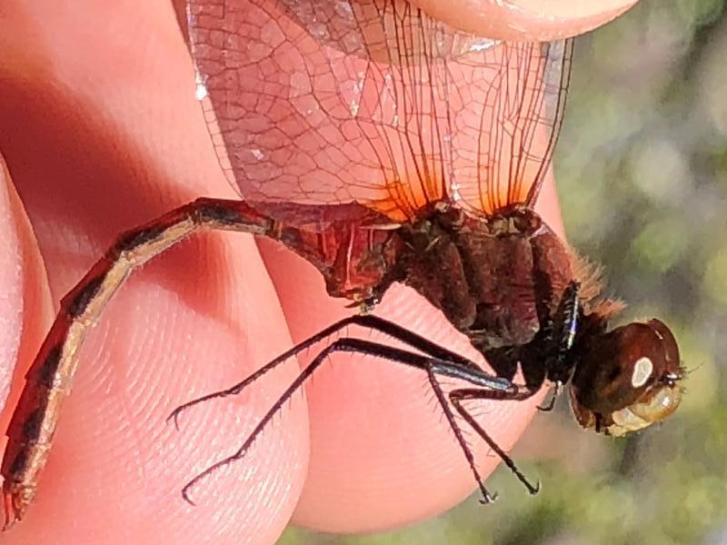 Photo of Ruby Meadowhawk