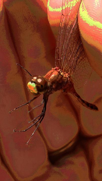 Photo of White-faced Meadowhawk