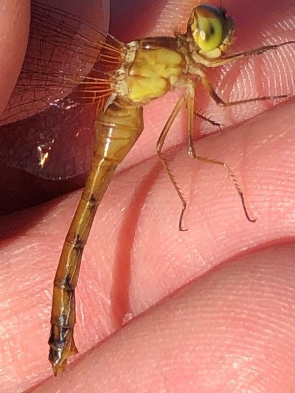 Photo of Autumn Meadowhawk
