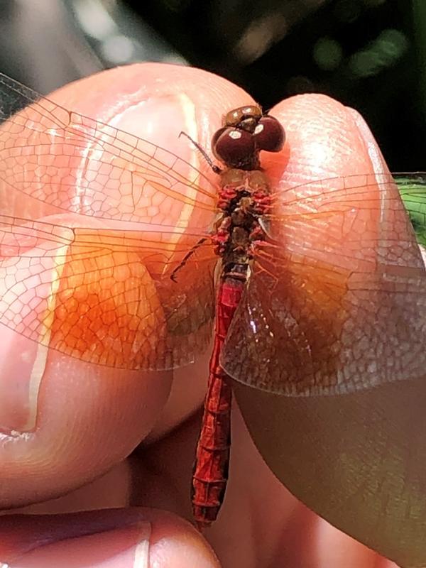 Photo of Band-winged Meadowhawk