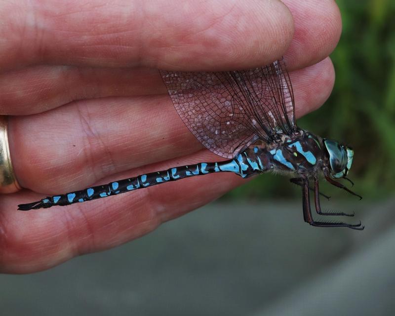 Photo of Canada Darner