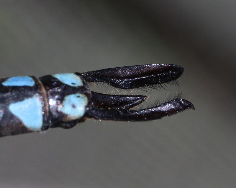 Photo of Canada Darner