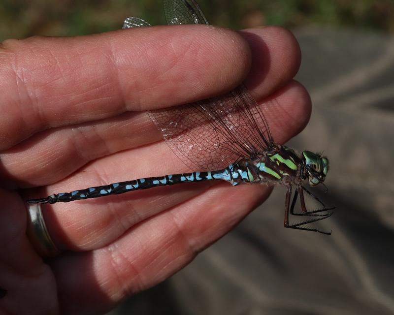 Photo of Green-striped Darner