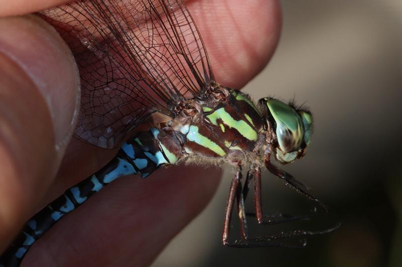 Photo of Green-striped Darner