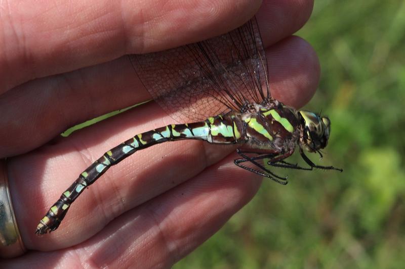 Photo of Green-striped Darner