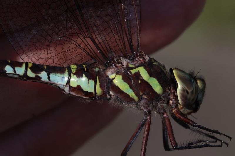 Photo of Green-striped Darner