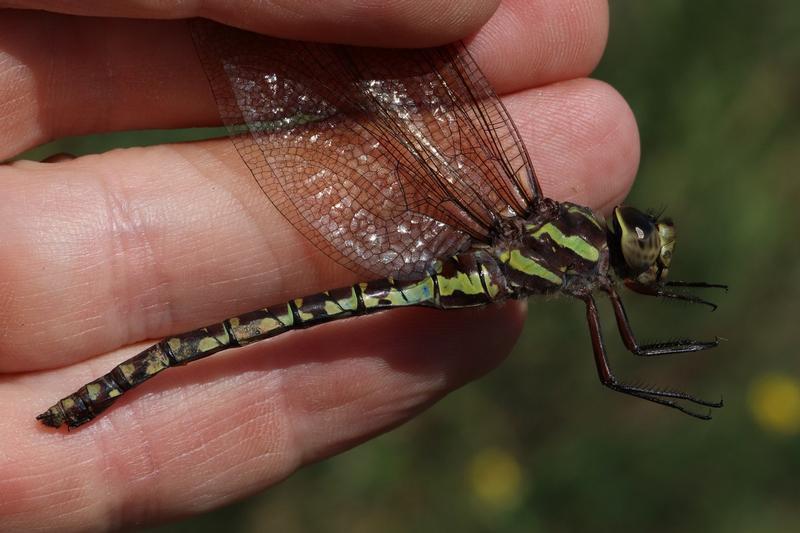 Photo of Green-striped Darner
