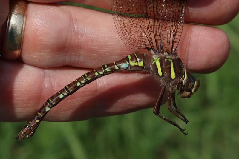 Photo of Shadow Darner