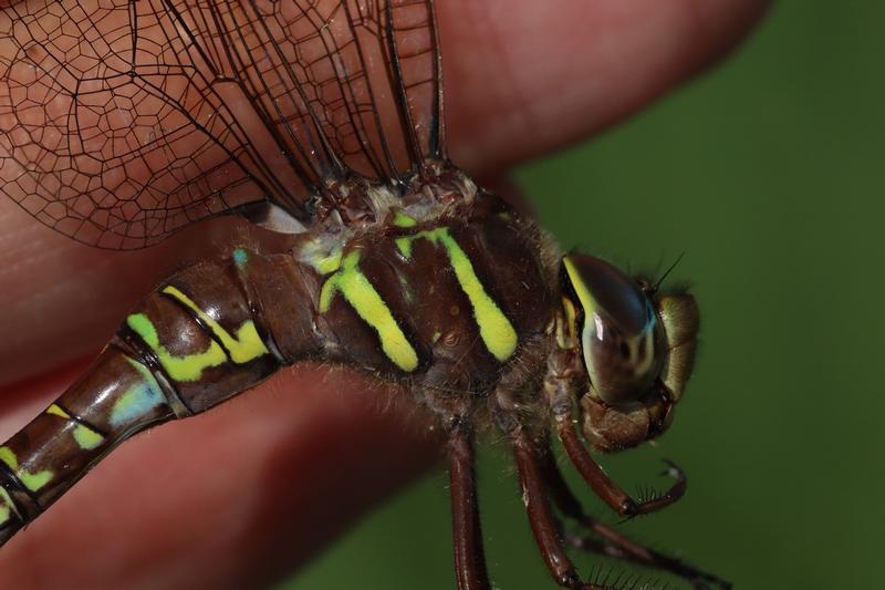 Photo of Shadow Darner