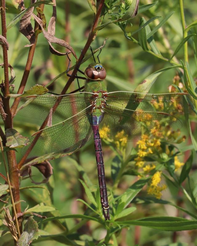 Photo of Common Green Darner
