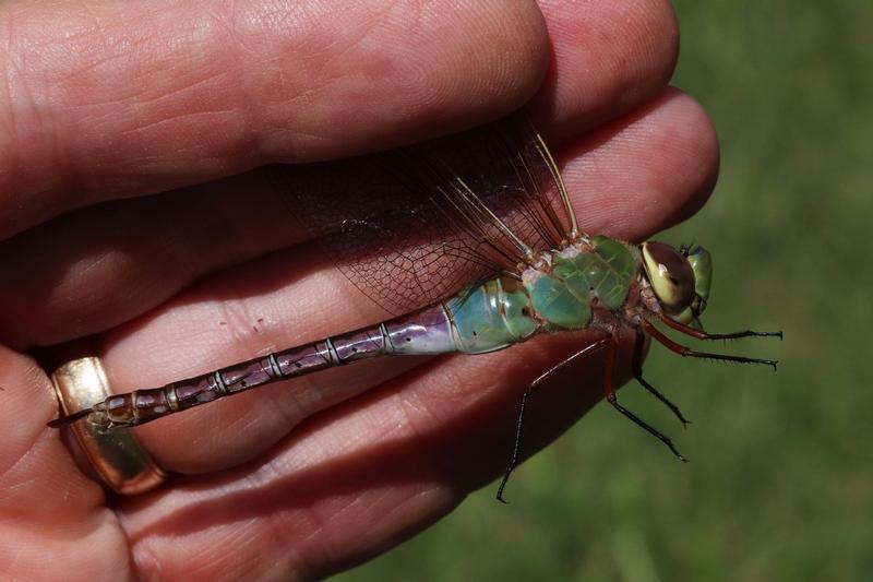 Photo of Common Green Darner