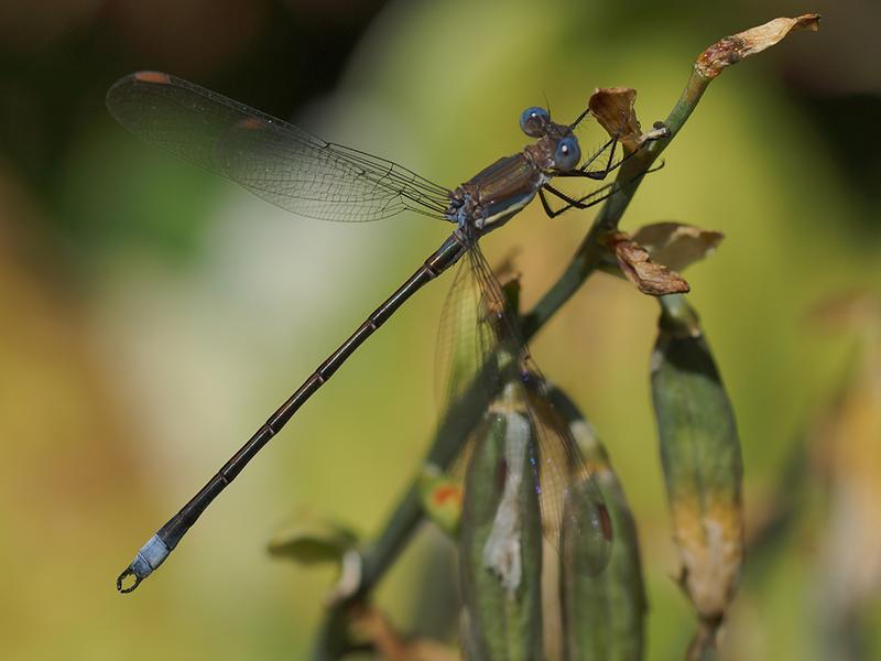 Photo of Great Spreadwing