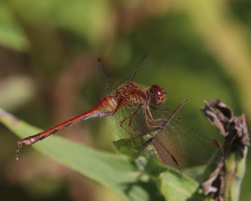 Photo of Autumn Meadowhawk