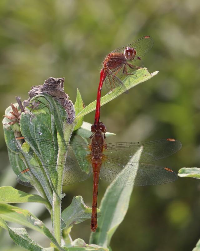 Photo of Autumn Meadowhawk
