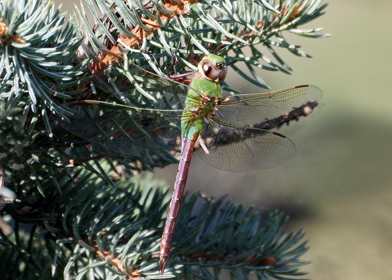 Photo of Common Green Darner