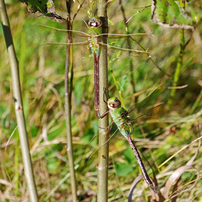 Photo of Common Green Darner