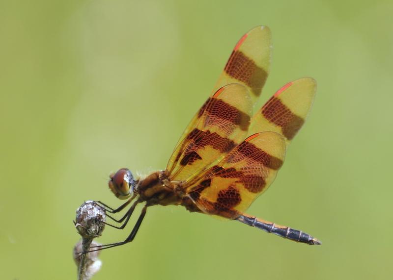 Photo of Halloween Pennant