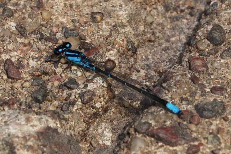 Photo of Skimming Bluet