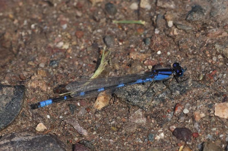 Photo of Tule Bluet
