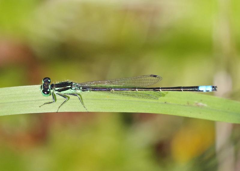 Photo of Eastern Forktail