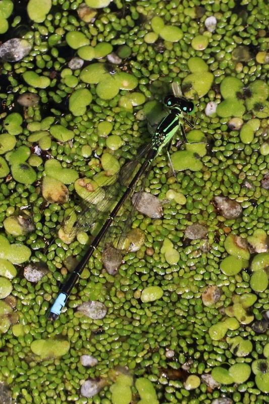 Photo of Eastern Forktail