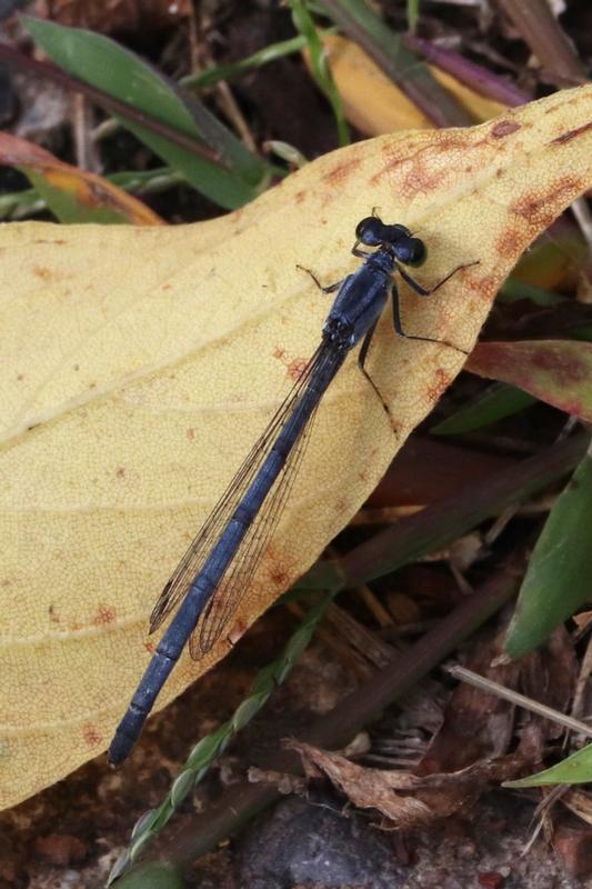 Photo of Eastern Forktail