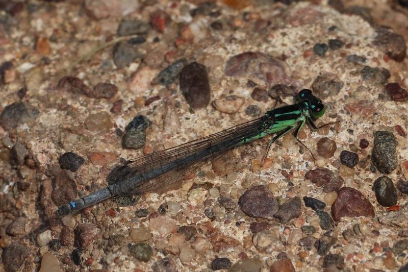Photo of Eastern Forktail