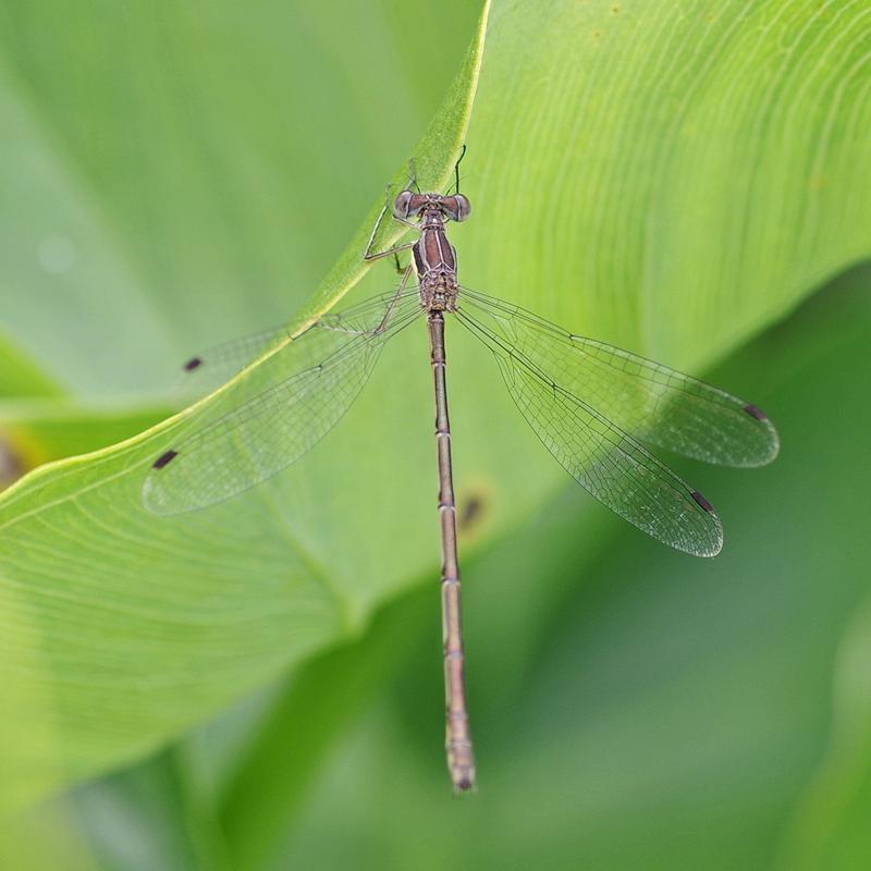 Photo of Slender Spreadwing